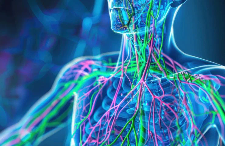 Anatomy & Physiology Diploma Course - CIBTAC Level 3 related image